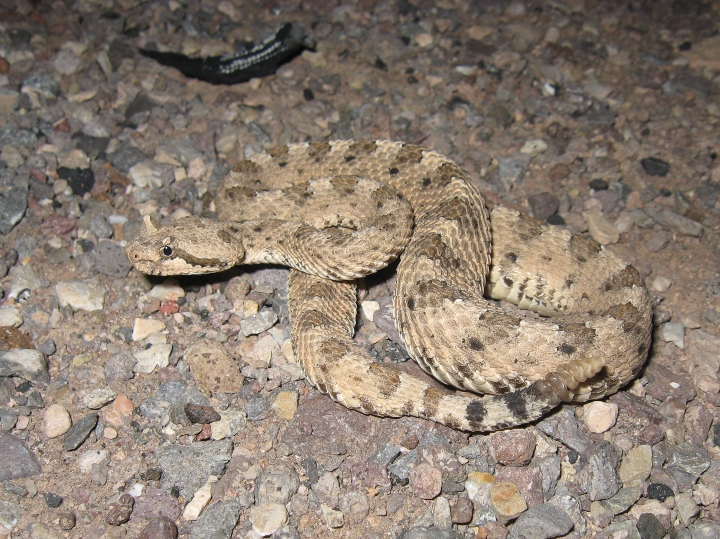 Sidewinder